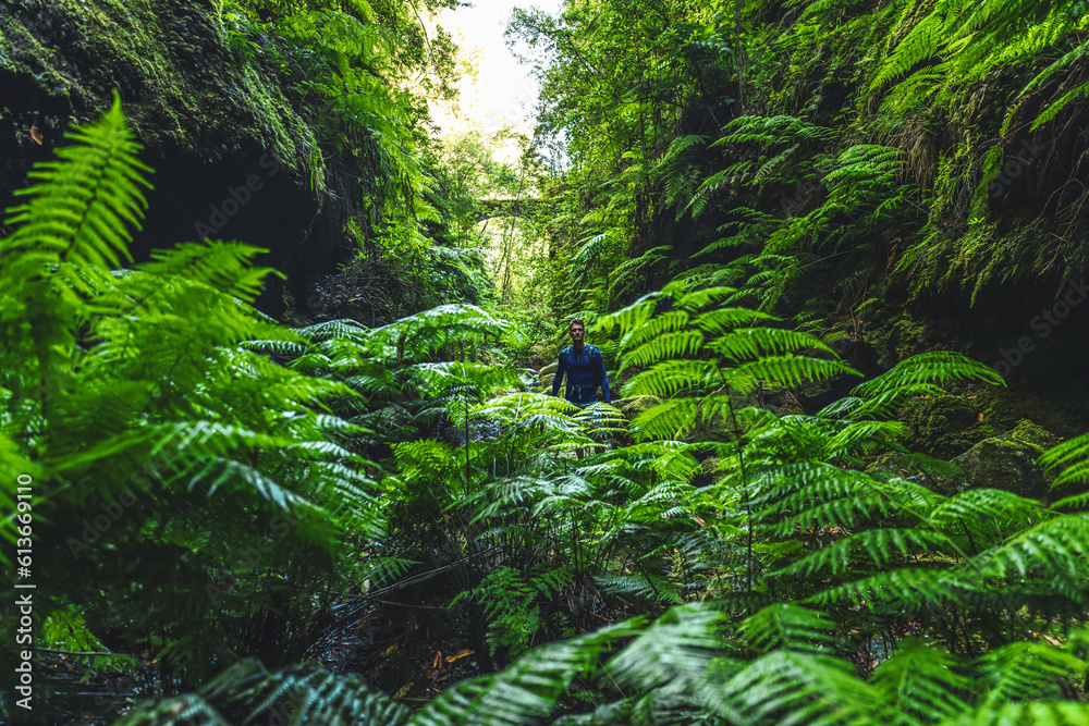 Atlhletic tourist man walking on a fern covered gorge with old bridge somewhere in Madeiran rainforest in the morning. Levada of Caldeirão Verde, Madeira Island, Portugal, Europe.