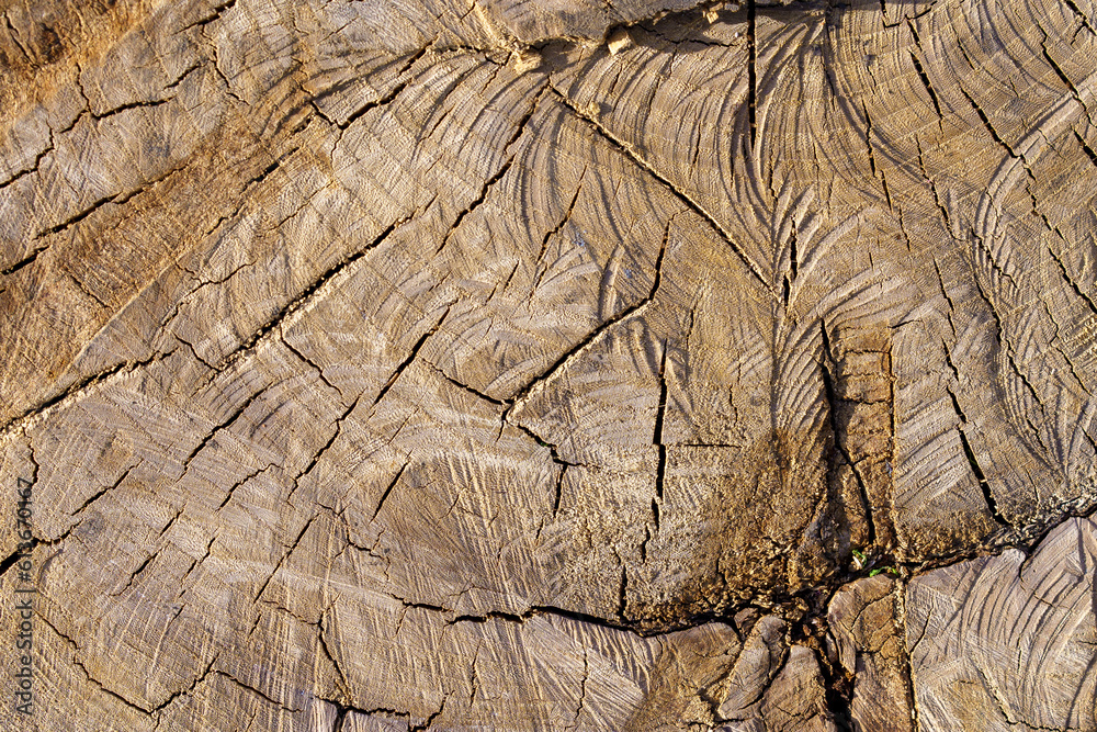 Rough textured tree trunk close-up with cracked, soil patterned background. Rough textured tree trunk close-up with cracked, soil patterned background.