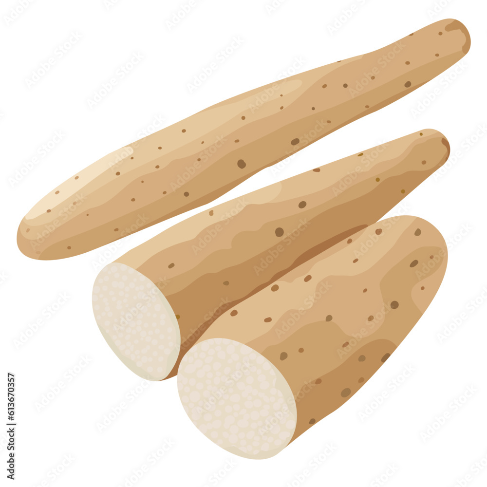 Chinese Yam Japanese Yam Yamaimo Nagaimo Vector Illustration Set Stock