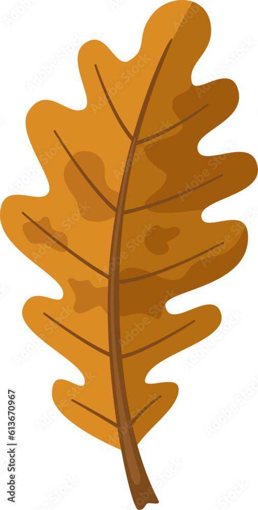 Fototapeta premium Autumn yellow oak leaf isolated on white background.