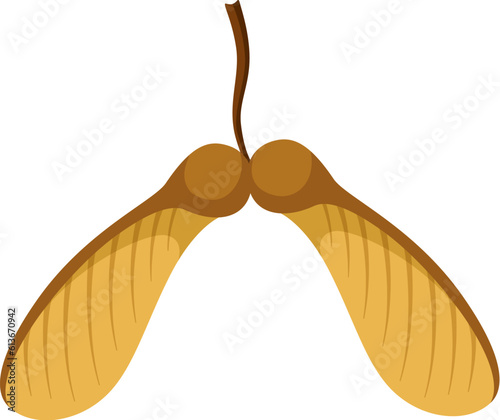Autumn winged maple seed isolated on white background.