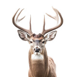 a Whitetail deer Buck, portrait, elusive animal, Wildlife-themed, photorealistic illustrations in a PNG, cutout, and isolated. Generative AI