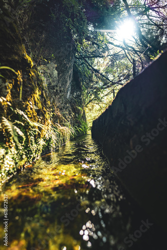 Clear water flowing in channel through Madeiran rainforest with beautiful sunny atmosphere. Levada of Caldeir  o Verde  Madeira Island  Portugal  Europe.