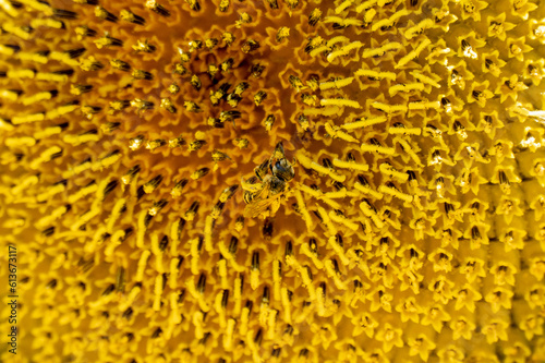 Blooming Yellow Sunflower with Bee and Pollen