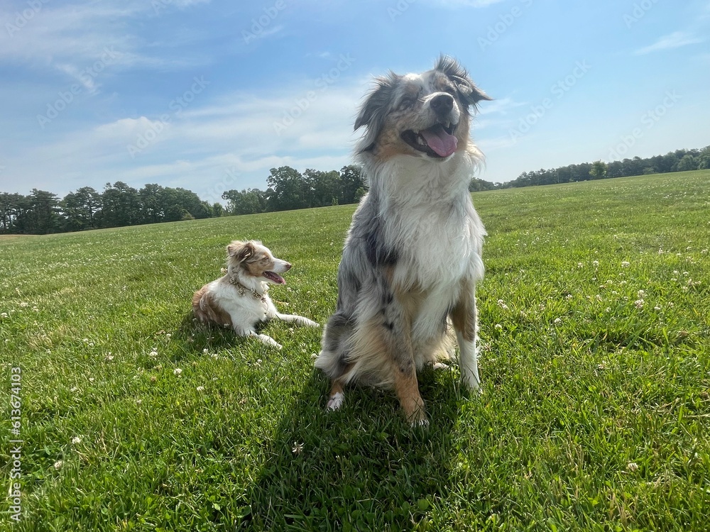 Dog on the grass Dog on the grass