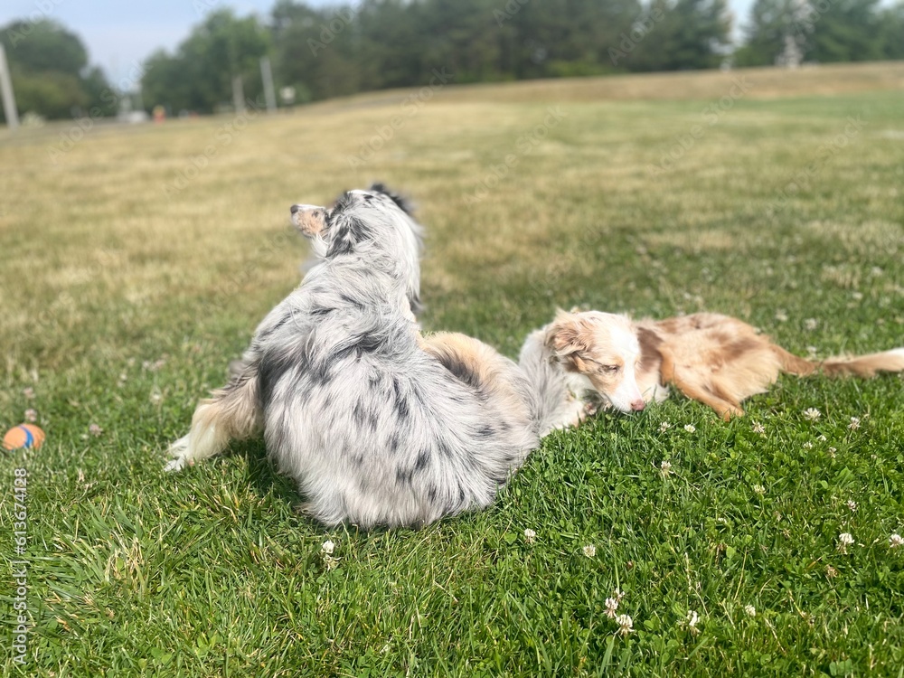 Obraz premium Dog on the grass