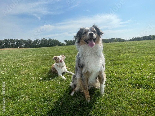 Dog on the grass