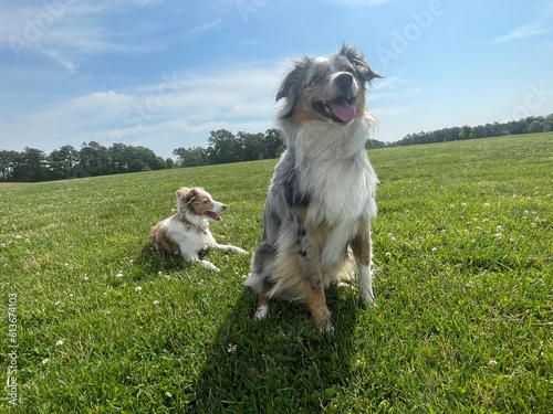 Dog on the grass