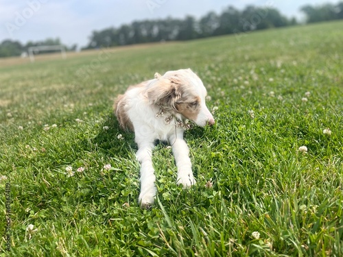 Dog on the grass