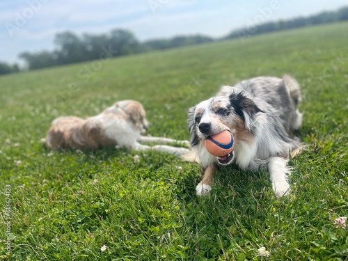 Dog on the grass