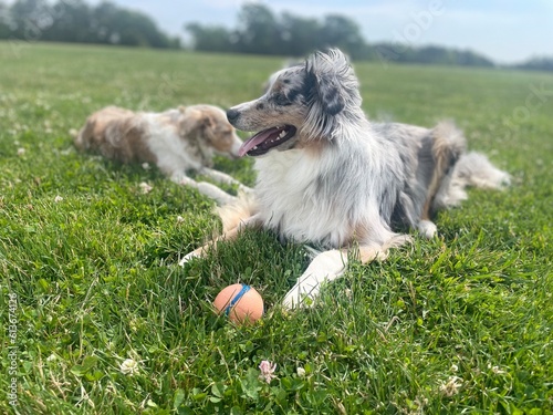 Dog on the grass