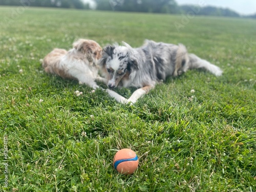 Dog on the grass
