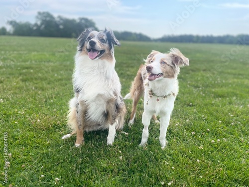 Dog on the grass