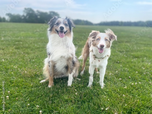 Dog on the grass