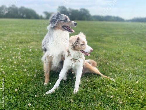 Dog on the grass
