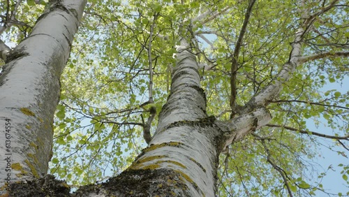 Closer look of the white bark of the birch tree as found in the middle of the forest in Estonia