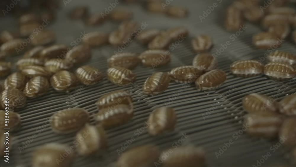 static close up shot of brown chocolate caramel candies on a conveyor line in a candy factory static close up shot of brown chocolate caramel candies on a conveyor line in a candy factory