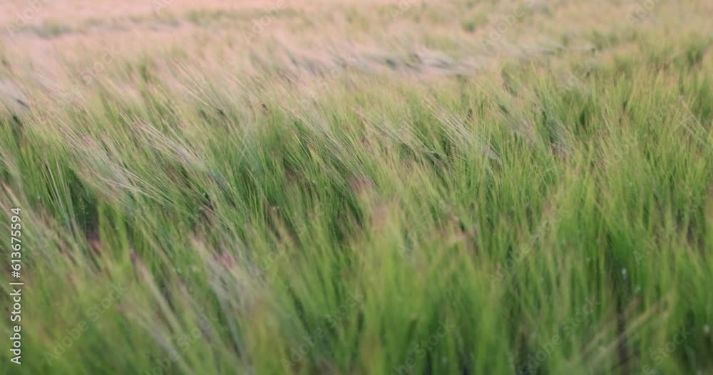 green wheat spikelets at sunset with a strong wind, a strong wind shakes the spikelets of green color at dusk at sunset green wheat spikelets at sunset with a strong wind, a strong wind shakes the spikelets of green color at dusk at sunset