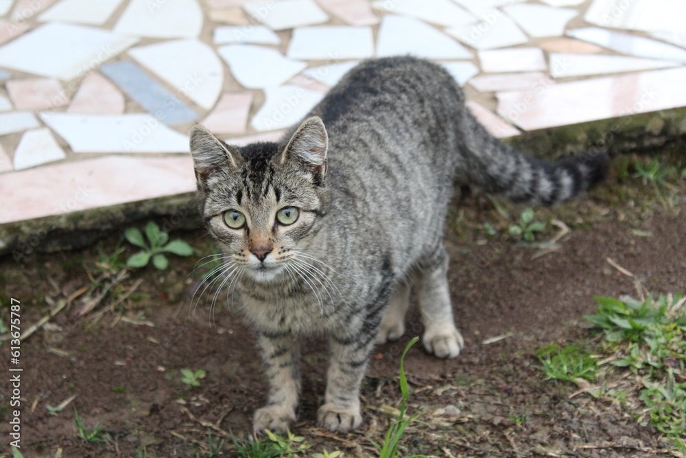 Gato observando