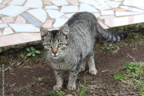 Gato observando