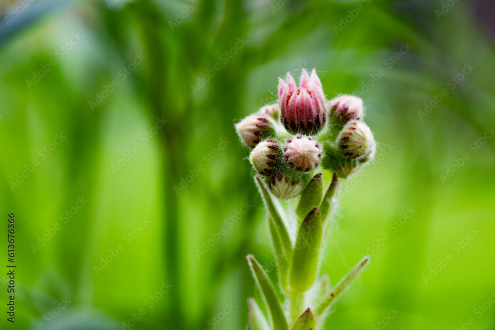 Flora Flowers Succulent New Blooms Hens and Chicks Crassulaceae Flora Flowers Succulent New Blooms Hens and Chicks Crassulaceae