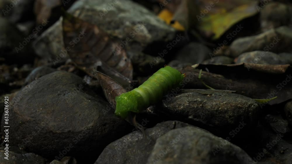 Tropical Caterpillar in the nature, moving over river rocks and fallen leaves. Close Up, slow motion, HD. Tropical Caterpillar in the nature, moving over river rocks and fallen leaves. Close Up, slow motion, HD.