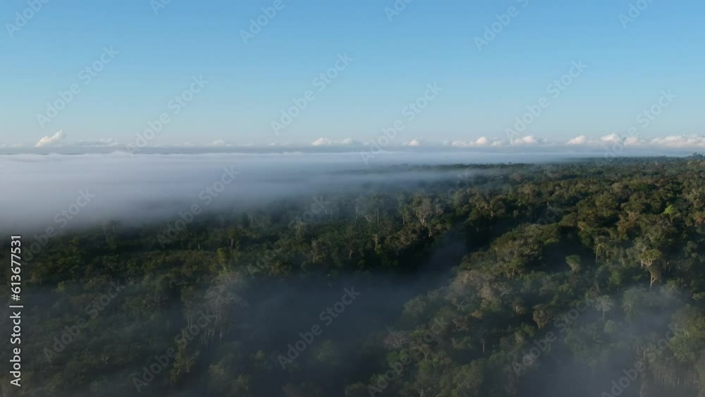 Vista aérea da floresta amazônica, Manaus, Brasil
Vista aérea da floresta amazônica, Manaus, Brasil
