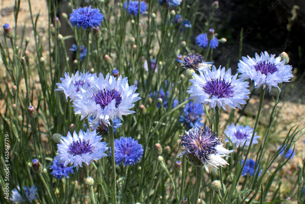 Blooms of Cornflower, also called Bachelor's Button. Blooms of Cornflower, also called Bachelor's Button.