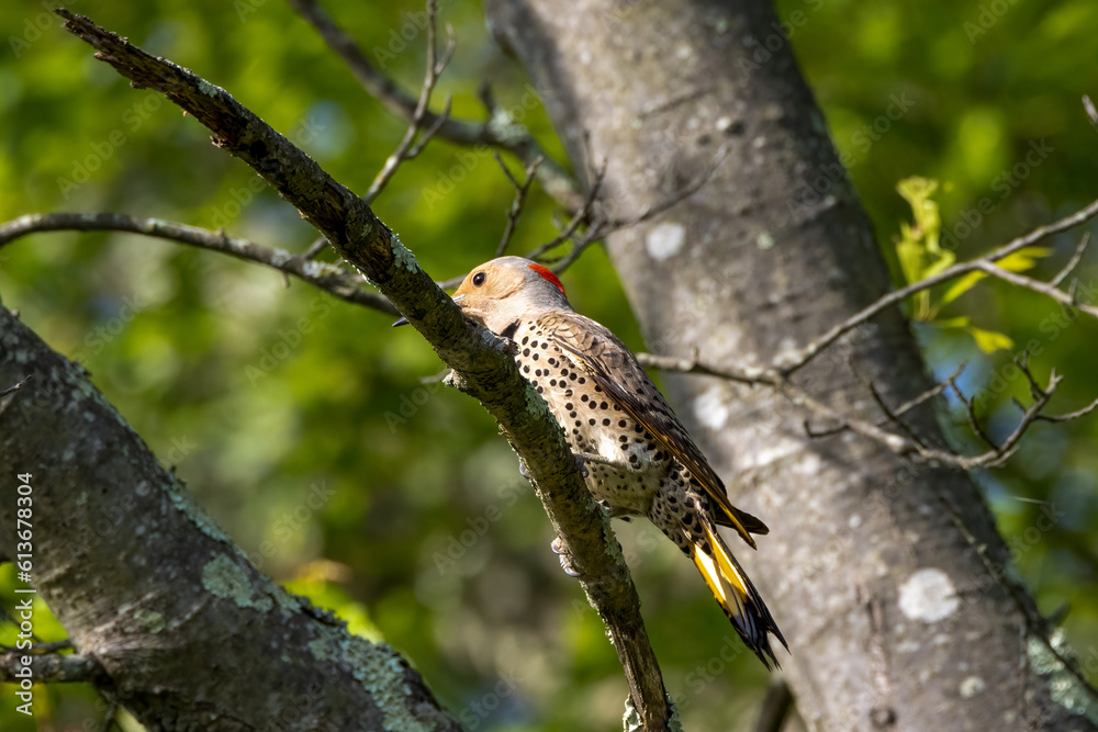 flicker on branch flicker on branch