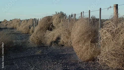 Brown Tumbleweeds Blowing Against a Barbed Fence in Patagonia, Argentina. 4K Resolution.