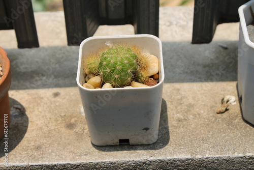 A round cactus in a white pot is placed in the midday sun.