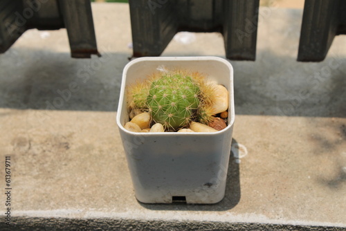 A round cactus in a white pot is placed in the midday sun.