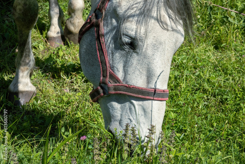 Horse grazing the grass on green meadow. photo