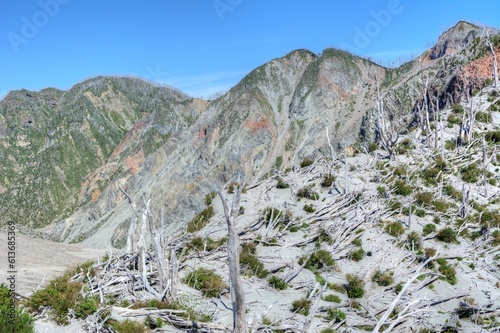 Photo of a dense forest of trees in the volcanic soil of Chaiten, Patagonia, Chile