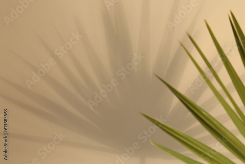 Tropical palm leaves casting shadow on beige background  closeup