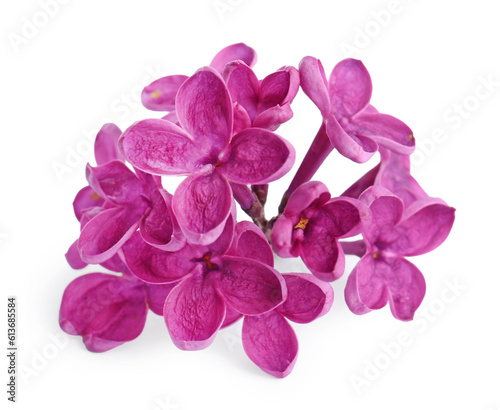 Beautiful fragrant lilac flowers isolated on white