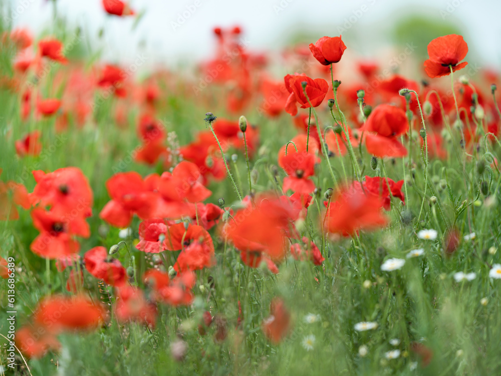 Fototapeta premium field of poppies