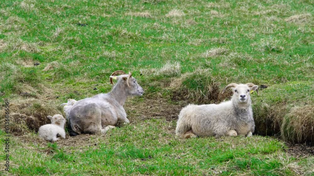 Newborns Cute Small Icelandic Lambs Herd Of Sheeps On The Pasture Between Mountains And Hills Nice Animals Beautiful Spring Nature In Iceland Organic Animal Production Wool And Meat Production Newborns Cute Small Icelandic Lambs Herd Of Sheeps On The Pasture Between Mountains And Hills Nice Animals Beautiful Spring Nature In Iceland Organic Animal Production Wool And Meat Production