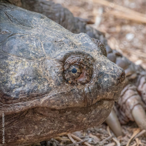 Snapping turtle on the Agawam River Trail, Wareham, Massachusetts photo