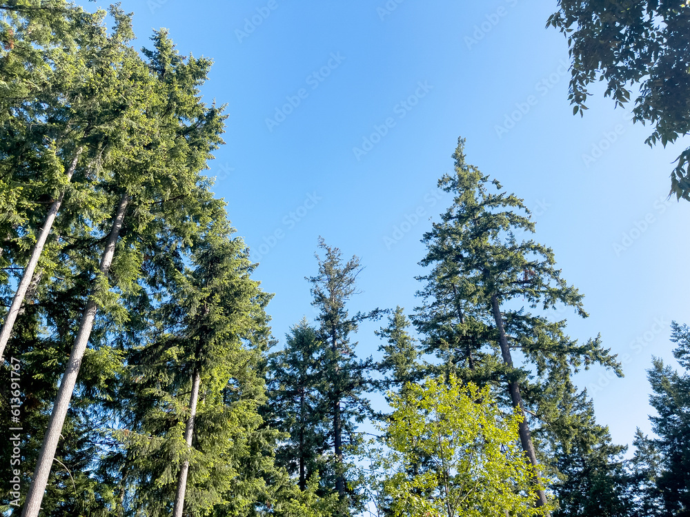 trees against sky