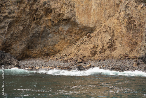 Harbor seals laying on rocks 