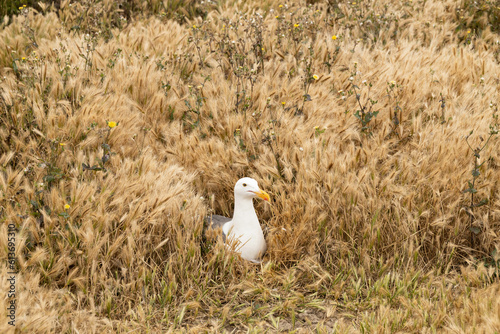 Western Seagull nesting in tall brown grass on Anacapa Island, Channel Islands National Park, California photo