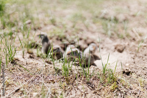 Gophers in wildlife among the grass near the holes. Gopher cubs near a hole on a sunny summer day. Wild animals in their natural habitat. © Liudmila