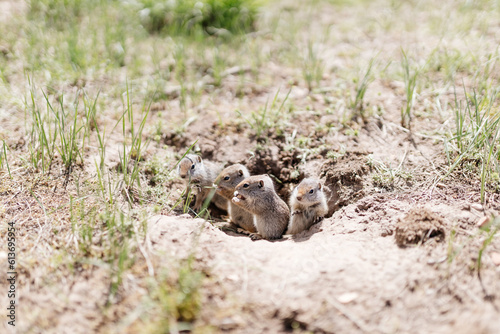 Gophers in wildlife among the grass near the holes. Gopher cubs near a hole on a sunny summer day. Wild animals in their natural habitat.