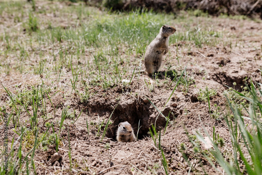 Naklejka premium Gophers in wildlife among the grass near the holes. Gopher cubs near a hole on a sunny summer day. Wild animals in their natural habitat.