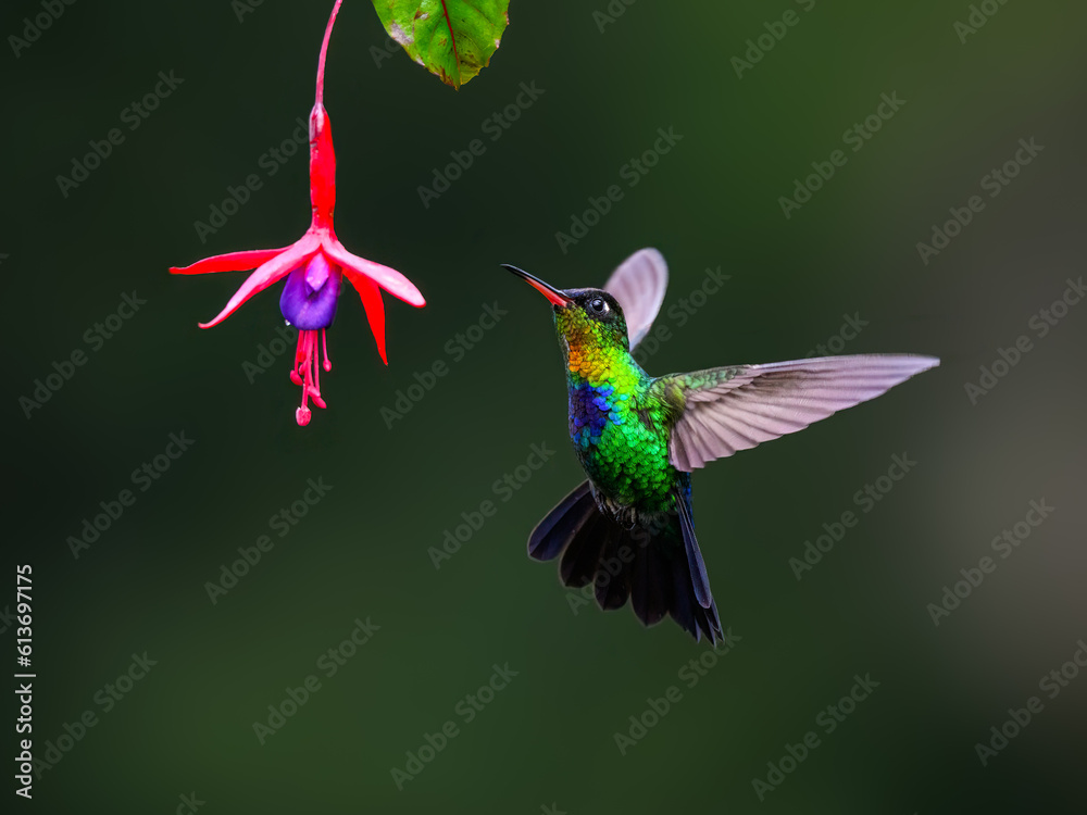 Fototapeta premium Fiery-throated Hummingbird in flight feeding on purple flower against green background