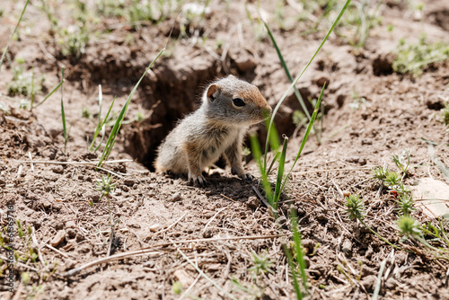 Gopher sits and looks out of his hole among the green grass. Wild animal in wildlife close-up. Baby gopher eats grass  © Liudmila