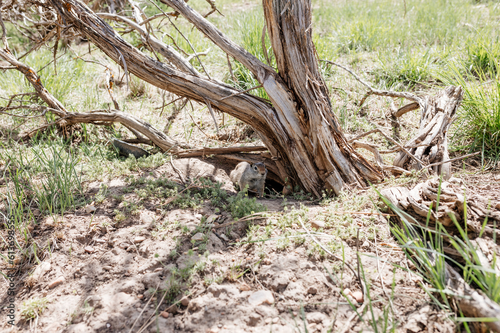 Gopher sits and looks out of his hole among the green grass. Wild animal in wildlife close-up. Baby gopher eats grass