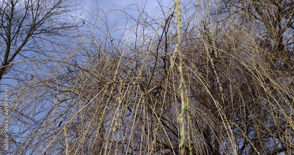 bare willow trees in the spring season in the park, willow branches without foliage hang to the ground in early spring bare willow trees in the spring season in the park, willow branches without foliage hang to the ground in early spring