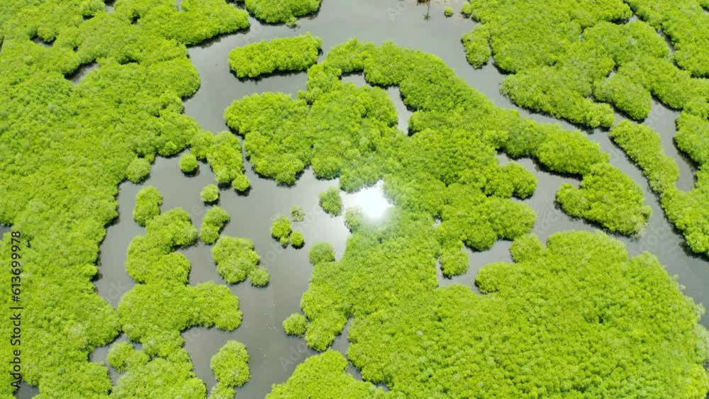 Mangrove rainforest with green trees in the sea water, aerial view. Tropical landscape with mangrove grove. Mangrove rainforest with green trees in the sea water, aerial view. Tropical landscape with mangrove grove.